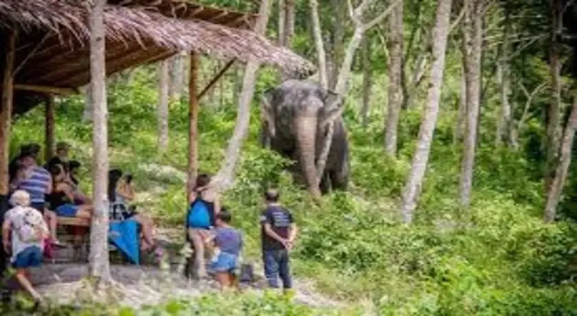 A Morning with the Elephants at Phuket Elephant Sanctuary